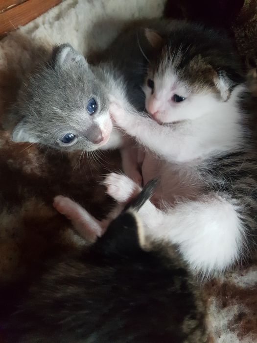 Oddam koty w dobre rece