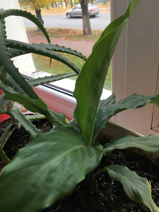 Жіноче щастя(Спатифілум)/фіалки/