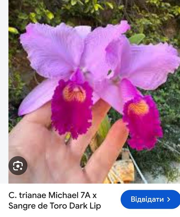Продам поділку Cattleya trianae 'Michael 7A' x 'Sangre de Toro Dark Li