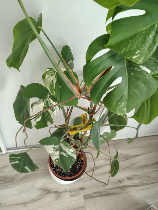 Monstera wariegata