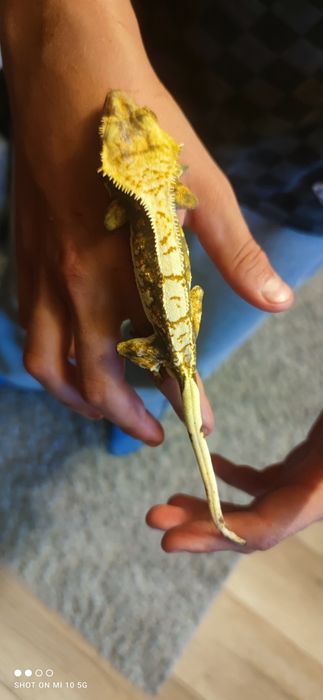 Gekony orzęsione + terrarium