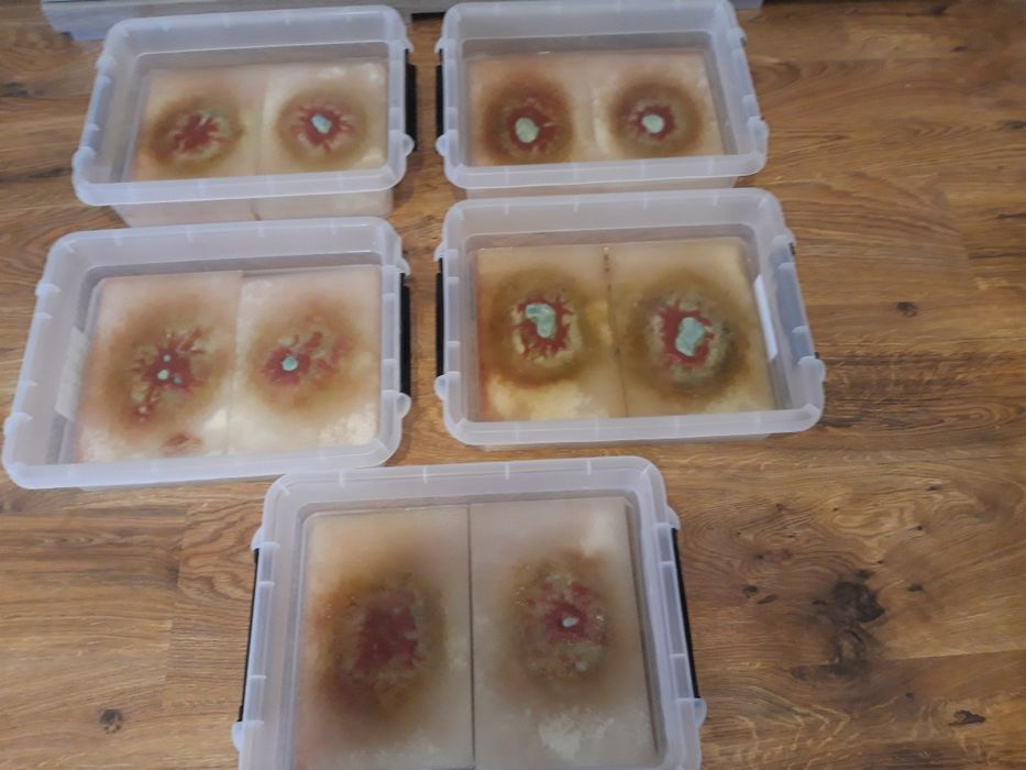 Auloforus duża porcja zarodowa