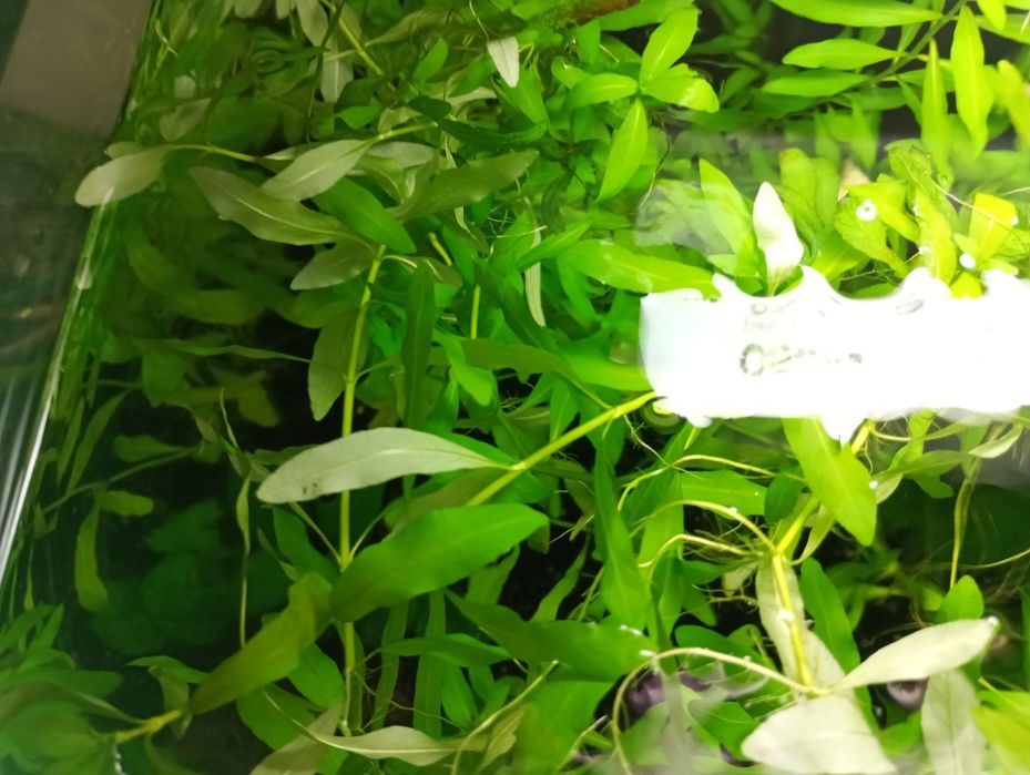 Planta de aquário Hygrophila polysperma