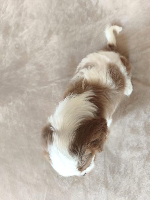 Piękny chłopiec rasy cavalier blenheim.