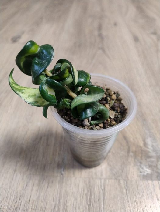 Hoya, Nabawanensis variegated,compacta Mauna Loa