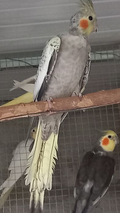 Vendo várias caturras