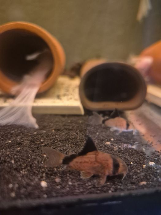 Kirys metae ( kirysek kolumbijski)dostępne 7 sztuk