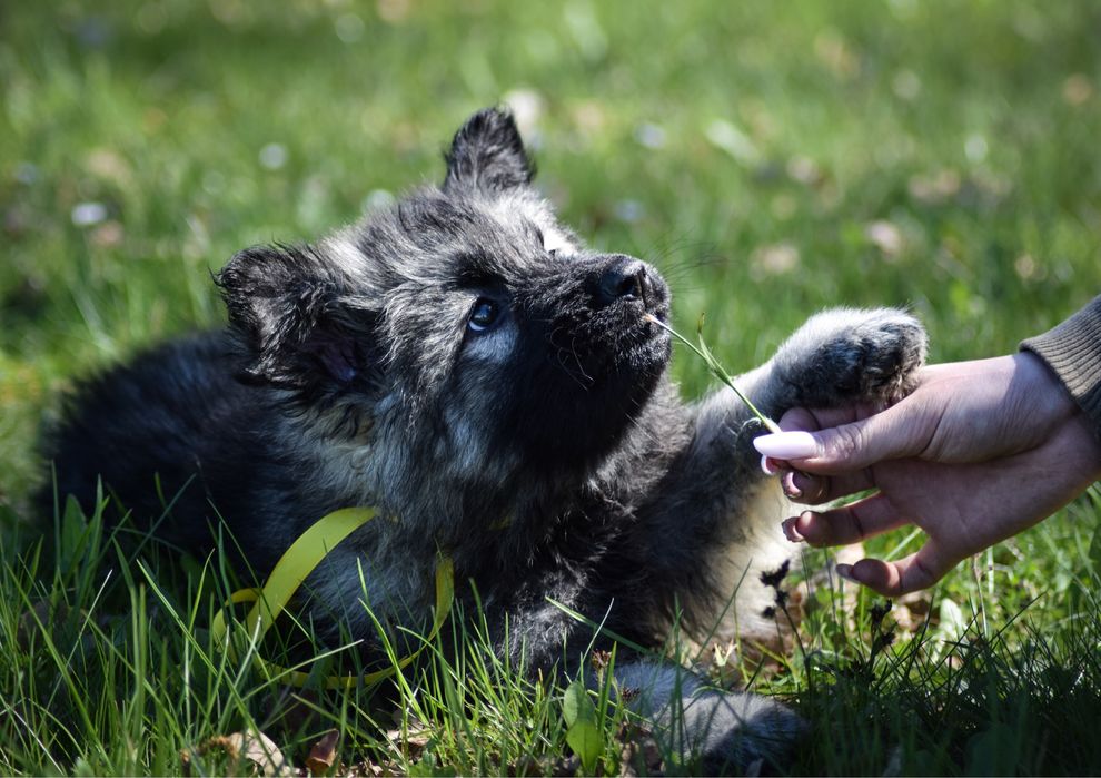 Owczarek staroniemiecki