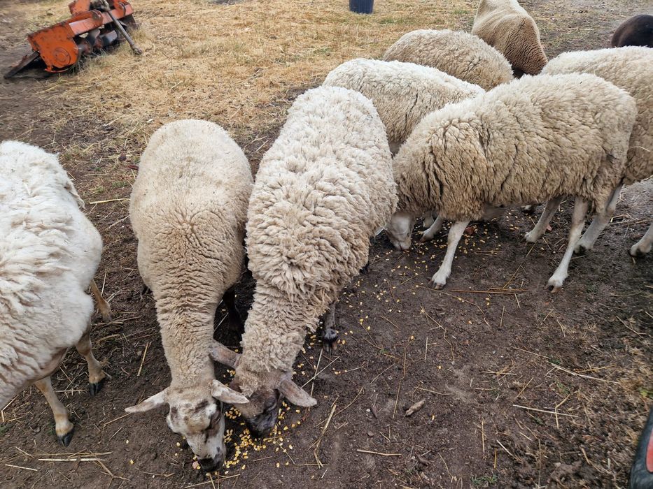 Vendo ovelhas cruzadas de lacaune