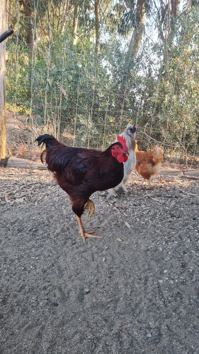 Galos Rhode Island Red