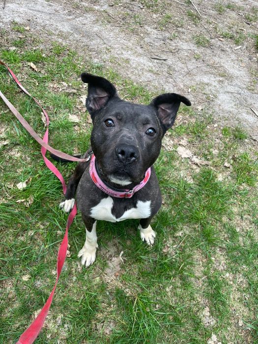 Do adopcji - Ru.bi - PŁB