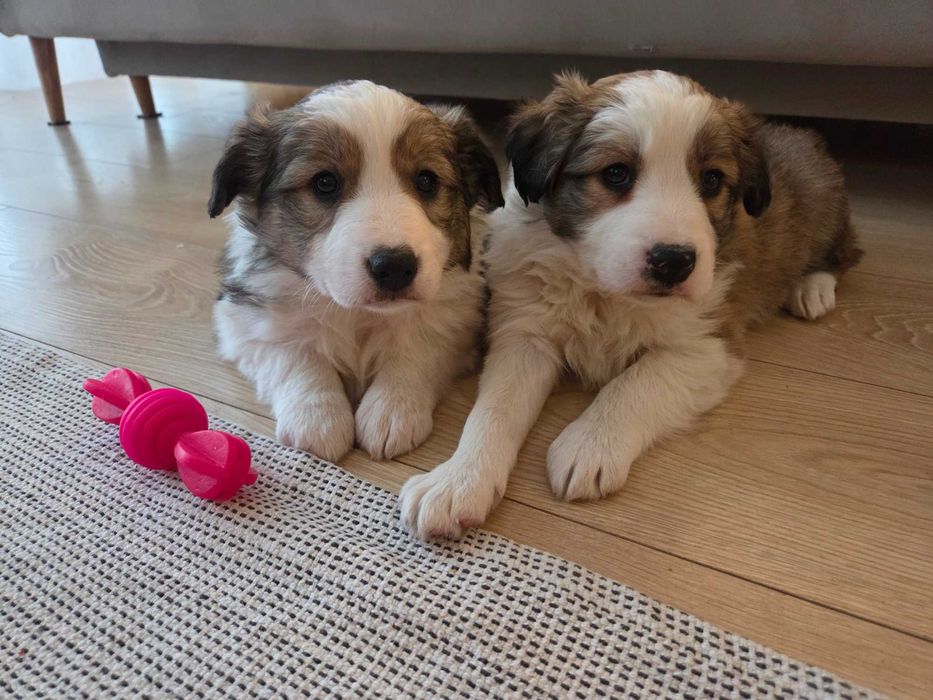 Cudowna suczka Border Collie - Zara !!