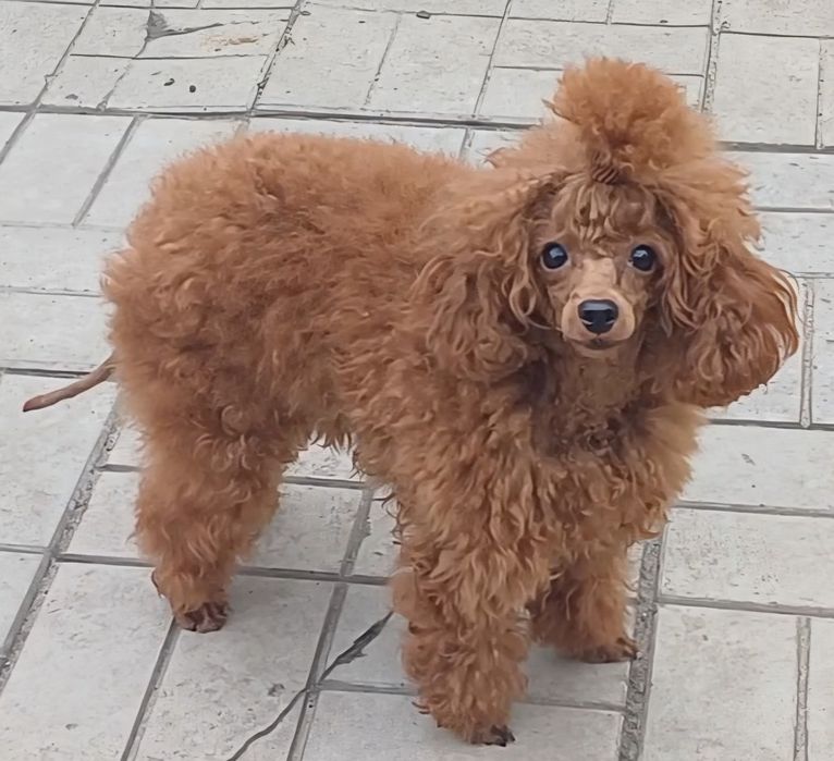 Взрослая девочка той. КСУ