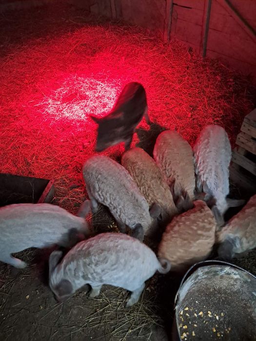 В продажі поросята породи мангалиця. Народжені 10.12.25