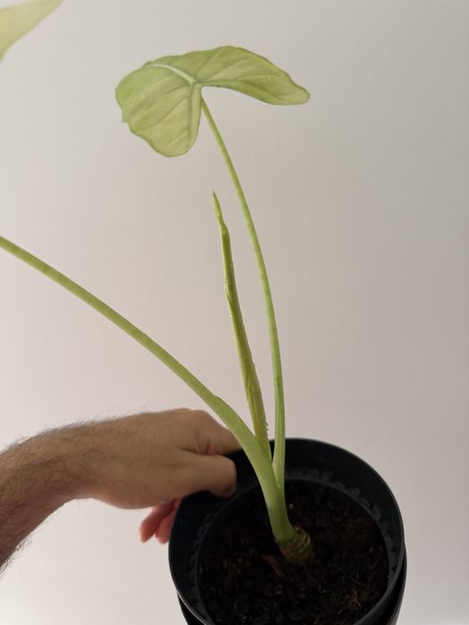 Alocasia Frydek albo variegata