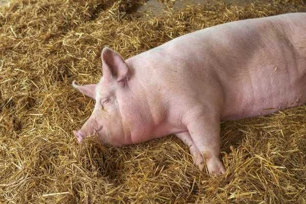 Продається свинка