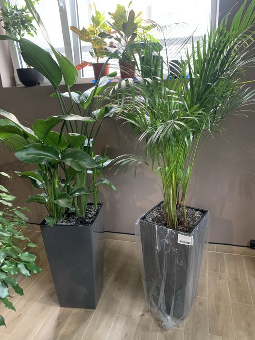 Фікус  ,  Арека. , Стреліція  висота 2 м