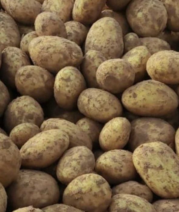 Продам картоплю Королева Анна, Берніна та жовта