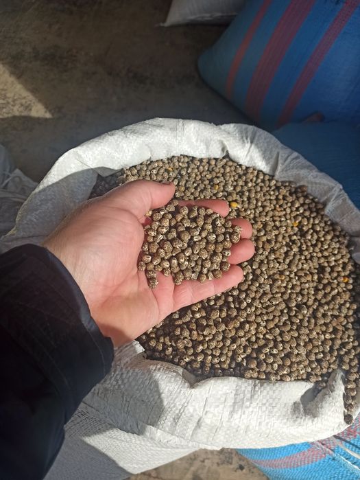 Łubin gorzki niebieski i inne poplony