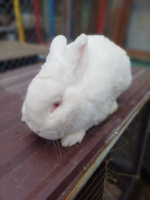 Кролики Віденська Блакитна, Бургундці НЗК НЗБ