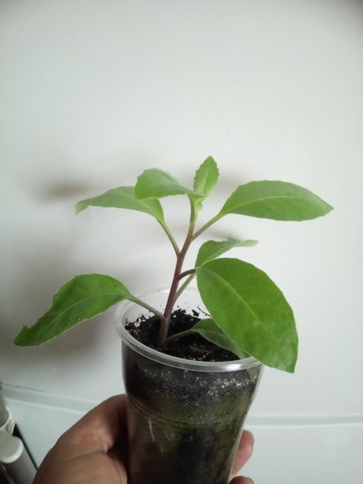 Джинура або листя Бога