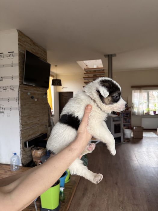 Дівчатка-цуценятка добрі руки