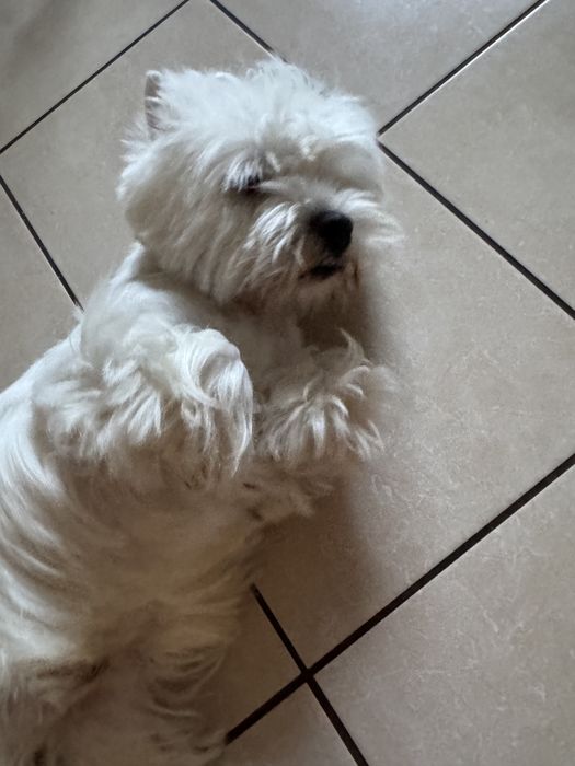 West Highland White Terrier