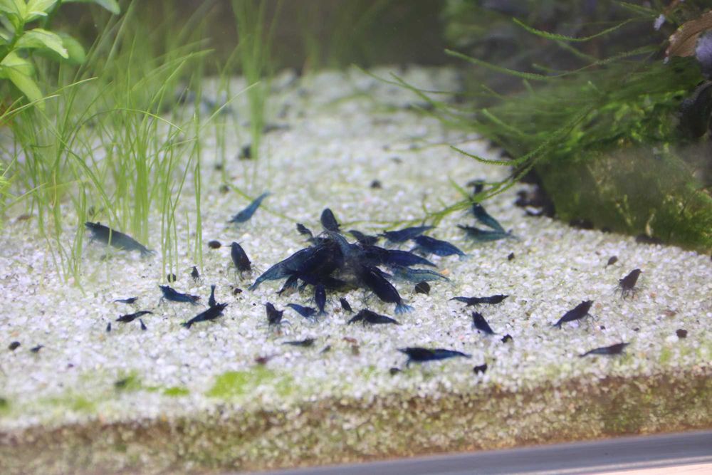 Neocaridina blue