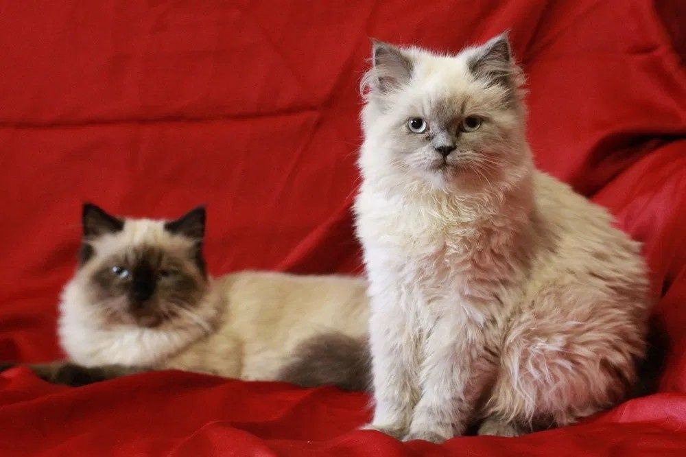 Котик невский маскарадньій