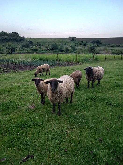Вівці Суффолк молодняк