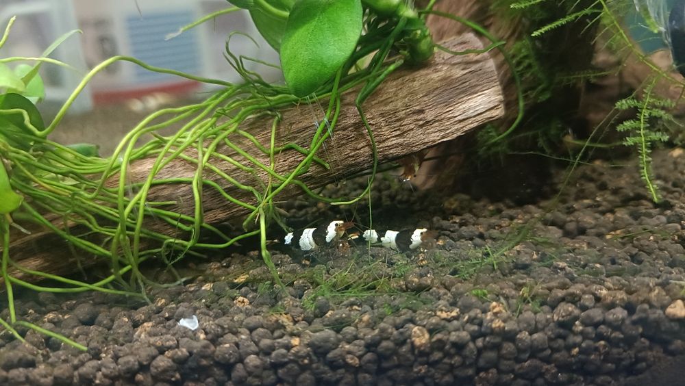 Pb Krewetki Caridina Crystal Black