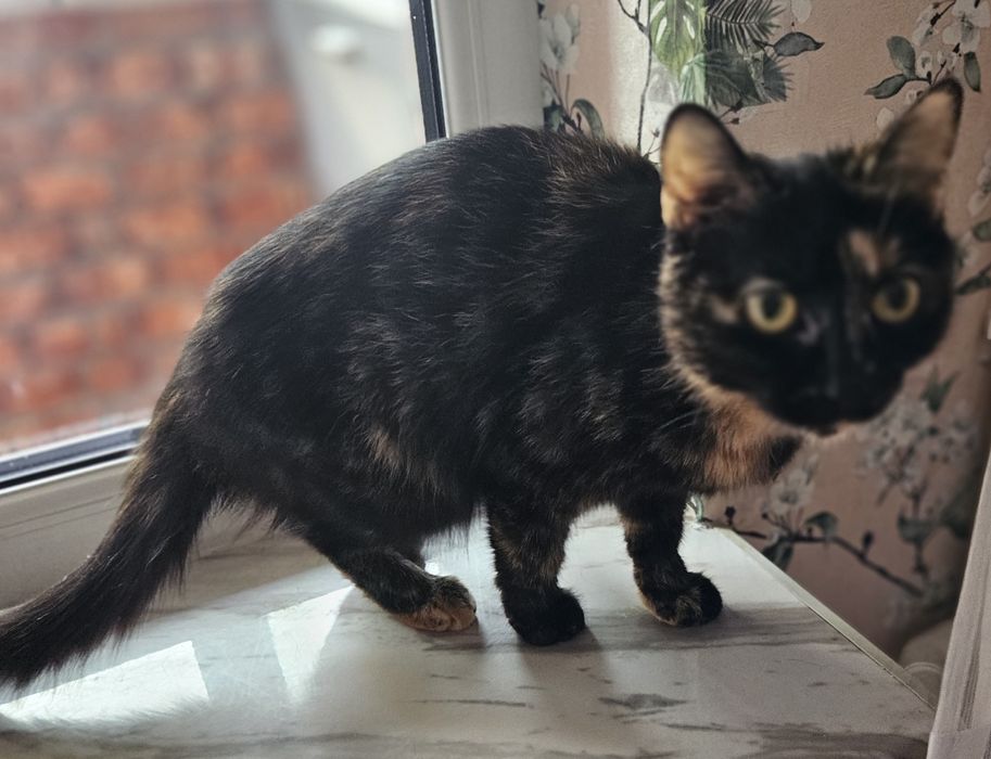 Кошка дівчинка метиси бенгальского