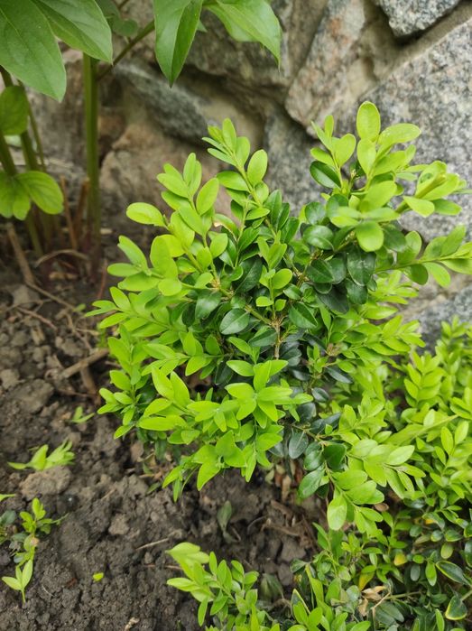 Самшит вкорінені черенки від 10грн шт