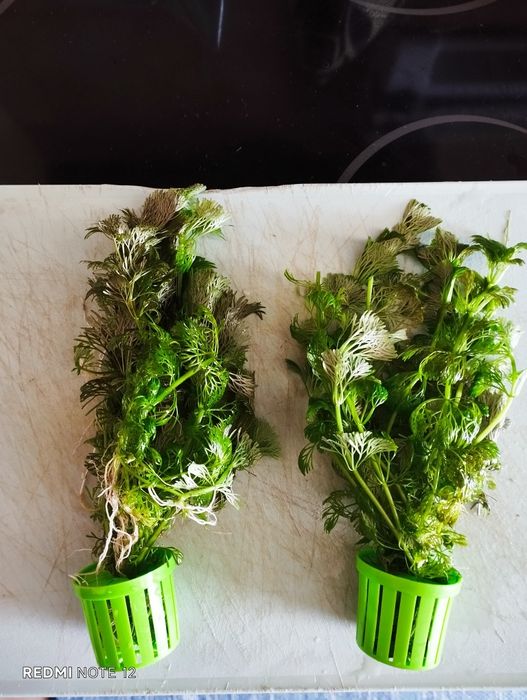 Vendo plantas Anbulia ou troco por peixes compatíveis com o meu aquário