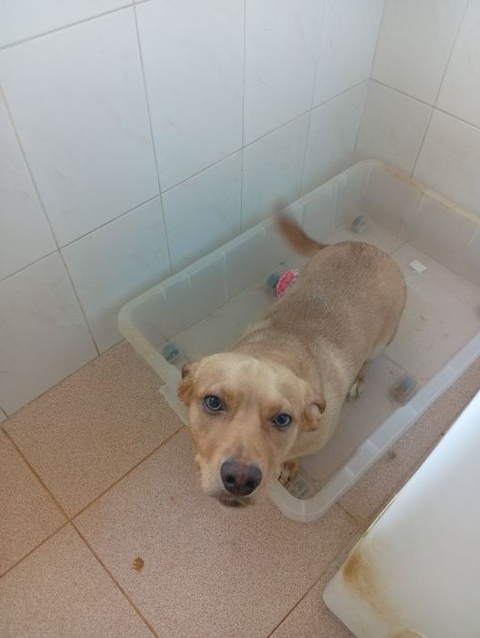 Adoção de animais