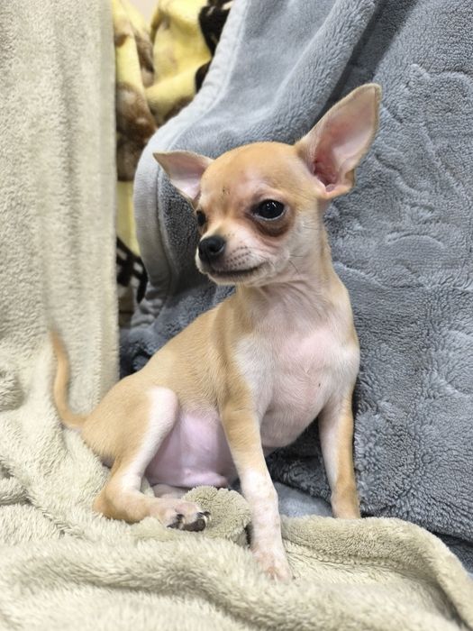 Piesek chihuahua krótkowłosy