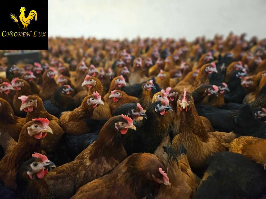 KURY NIOSKI młode kurki z jajkiem