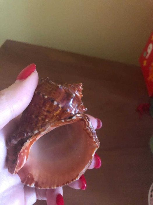 Декоративная ракушка для аквариума.