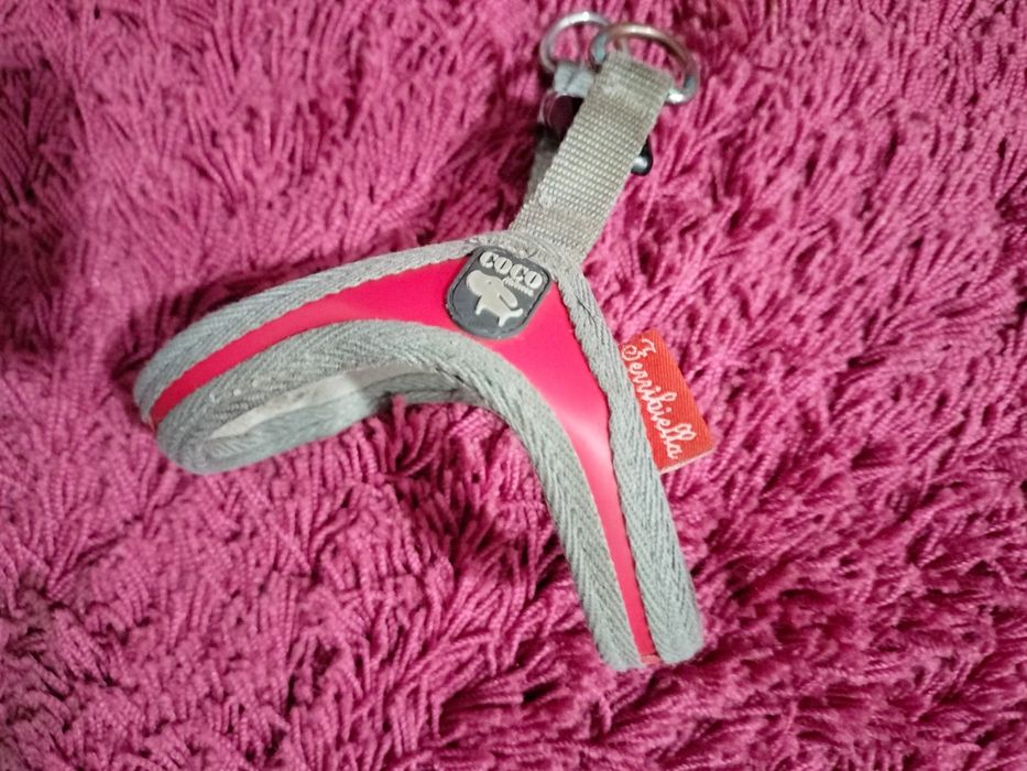 Peitoral e trela  de cão de porte pequeno