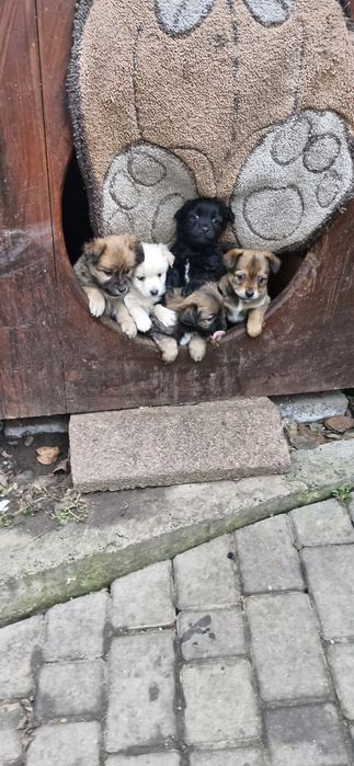 Віддам гарних цуценят тато пікінес