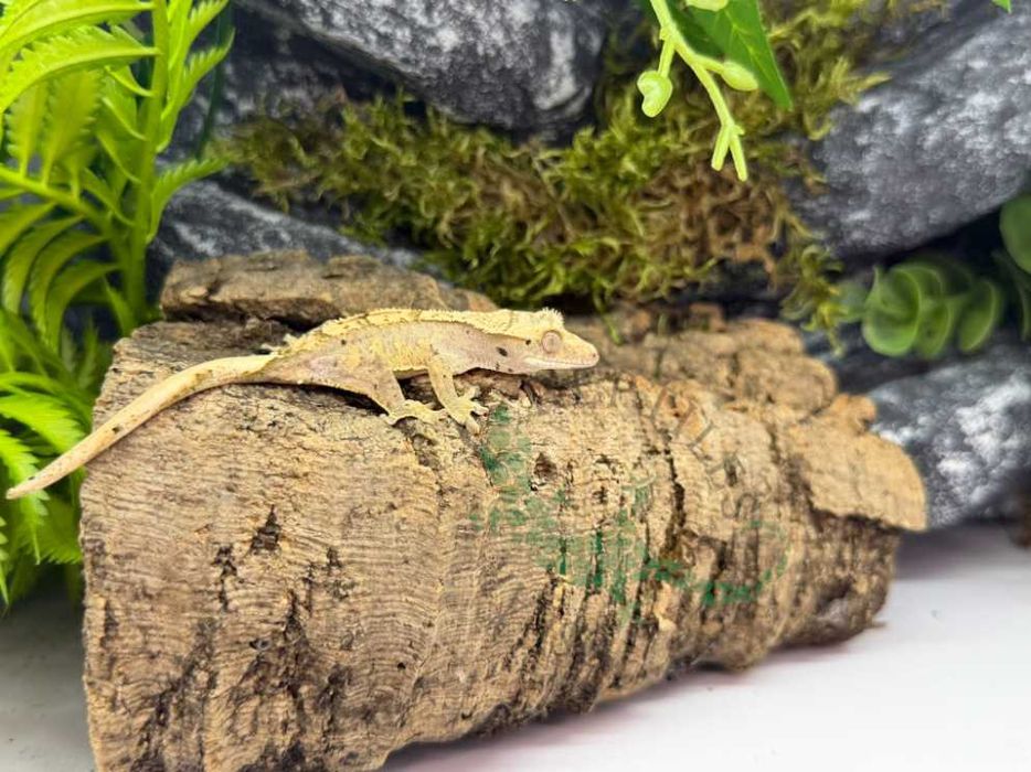 Gekon orzęsiony Gekony orzęsione Konin