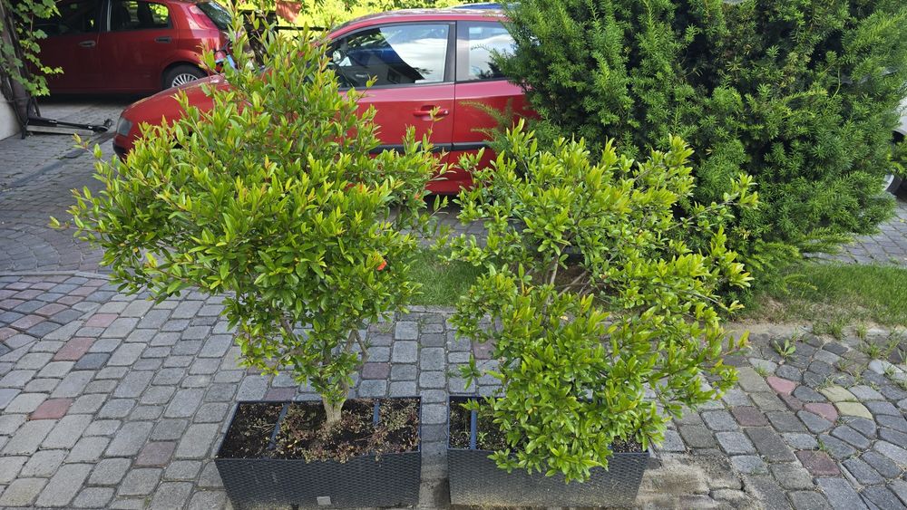 Granat - dwa drzewka