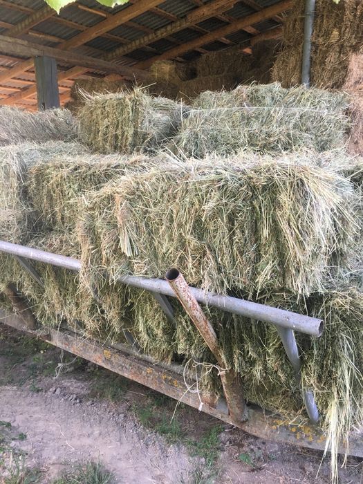 Сіно в тюках ціна 70