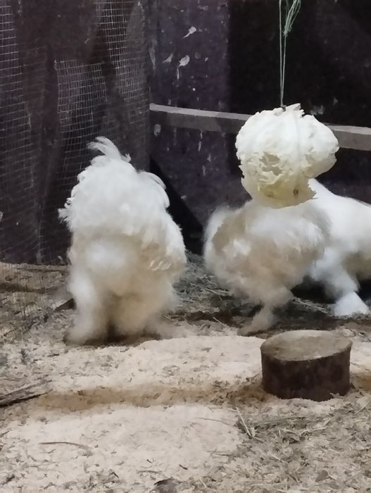 Півник Китайський Шовковий