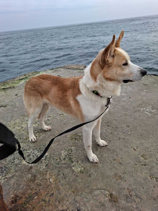 Віддам в добрі руки