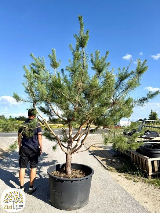 Sosna zwyczajna wielopniowa, Pinus sylvestris, duże drzewa 3-4m