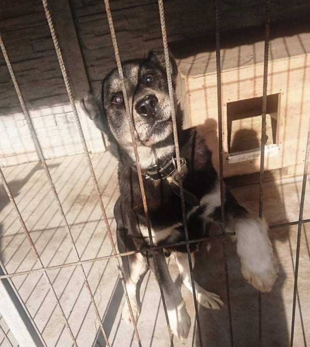 Piękne pieski duzy wybor ADOPCJA!