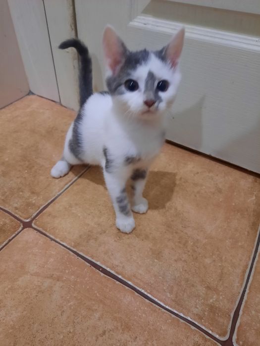 Кошеня безкоштовно