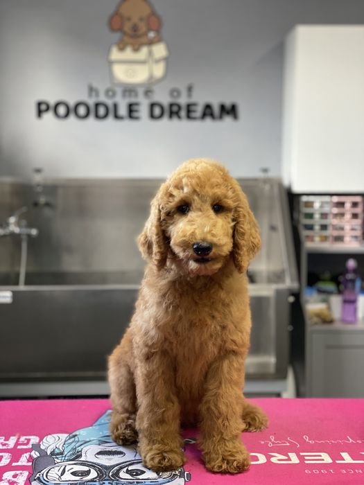 Imperdível!!! Preço especial por 1 semana!!! Linda bebê de Caniche/Poodle Standard procura novo dono!!!