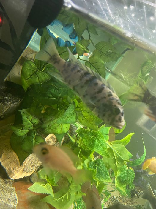 ciclideos mbuna multicolor